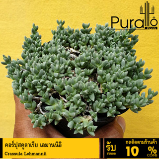 ต้นไม้อวบน้ำ กุหลาบหิน คอร์ปุสคูลาเรีย เลมานนิอิ Crassula Lehmannii #succulent #กุหลาบหิน #Ice Plan #Crassula