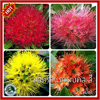 10 เมล็ด รักแรกพบคละสี แดง ชมพู เหลือง ส้ม Golden Penda เมล็ดรักแรกพบ เมล็ดรักแรกพบคละสี รักแรกพบ