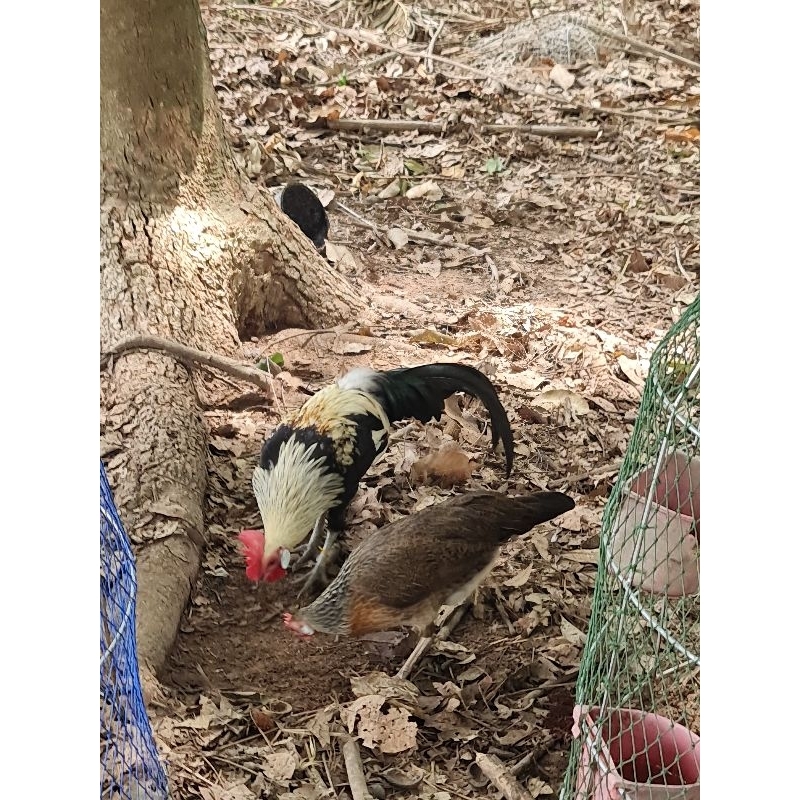 ไข่เชื้อ ไก่แจ้ลูกผสมป่า ไก่ต่อ เลือดสูง พ่อหลักเป็นสีสา ชุด 6 ฟอง