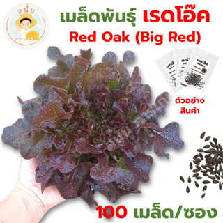 *ส่งด่วน* เมล็ดพันธุ์ เรดโอ๊ค บิ๊กเรด Red Oak (Big Red) แบบไม่เคลือบ Lettuce Seeds เมล็ดผัก เมล็ดพืช [1 ซอง 100 เมล็ด]