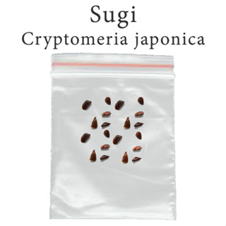 เมล็ดสน สนญี่ปุ่น Japanese cedar - Sugi - Cryptomeria japonica ร้านคนไทย บอนไซ