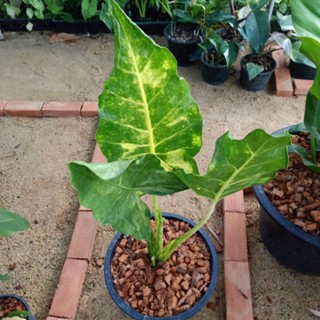 ❤️ (6/9/66) Alocasia Macrorrhizos Lutea 🌱 บอนเพชรเจ็ดสี ด่างสวย เลือกต้นได้ 🌱 ไม้ด่าง บอนสี 🌱 [AML]