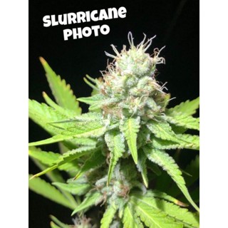 เมล็ดพันธุ์กัญชา Slurricane photo คัดเพศเมีย