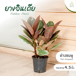 Treeno.9 T1 ยางอินเดีย ด่างชมพู 3 ต้น ใน 1 กระถาง (Rubber Plant) กระถาง 6 นิ้ว สูง 25-30  ไม้ใบประดับด่างสวย ไม้ฟอกอากาศ