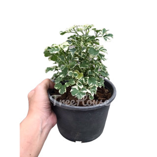 เล็บครุฑใบด่าง กระถาง 6 นิ้ว / Polyscias sp.pot 6