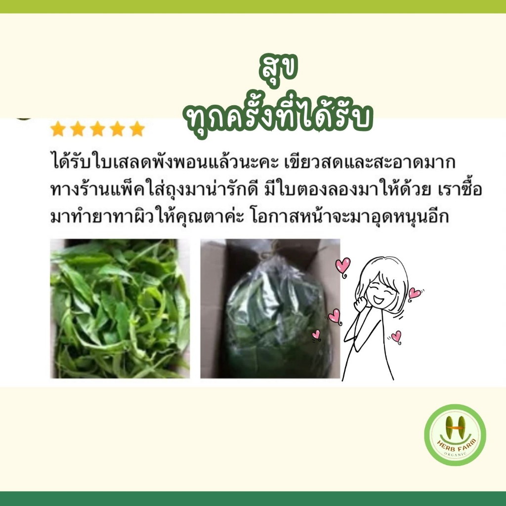 เสลดพังพอนสด อินทรีย์ ใบล้วนๆ คัดใบ ไม่ปนก้าน ใบสด 100 กรัม แถม 10 กรัม อินทรีย์จริงมาตรฐาน IFOAM ฝาหรั่งยอมรับ ราคา ถูกที่สุด ดีลบีเคเค แกลเลอรีภาพที่ 6