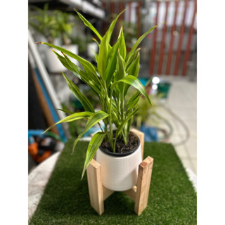🎋ต้นไผ่กวนอิม🎋 ไม้ประดับเสริมความมงคล (ลำต้นสูง ~30cm)