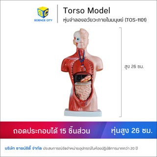 หุ่นจำลองอวัยวะ ขนาด 26 ซม. (15ชิ้น)