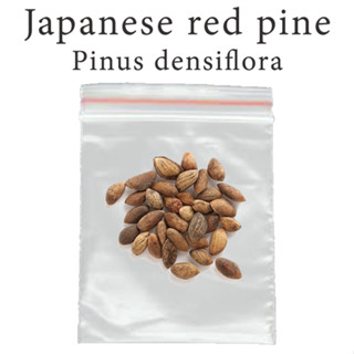 เมล็ดสน สนแดง Japanese Red Pine - Akamatsu - Pinus densiflora  ร้านคนไทย บอนไซ