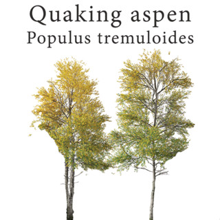 เมล็ด ไม้ผลัดใบ Quaking aspen - Populus tremuloides ร้านคนไทย บอนไซ