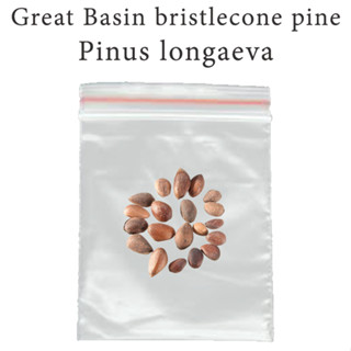 เมล็ดสน สนห้าเข็ม สนอายุยืน Great Basin bristlecone pine - Pinus logaeva ร้านคนไทย บอนไซ