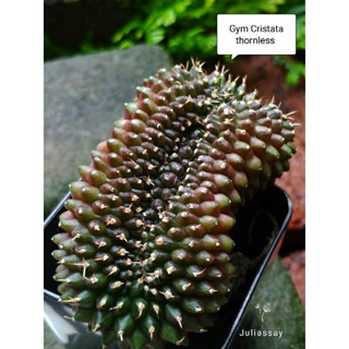 Gymnocalycium cristata thornless ยิมโนคริสไร้หนาม ไม้เมล็ด cactus h