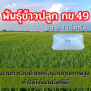 พันธุ์ข้าวปลูก กข49 ข้าวปลูก กข49 พันธุ์ข้าว กข49 ชุดทดลองปลูก (12.5 กิโล)