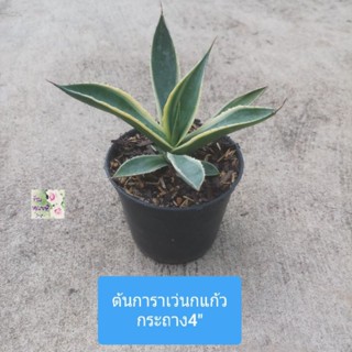 ต้นอากาเว่นกแก้ว อากาเว่ด่างAgave desmettiana
กระถาง 4"
ใบเขียวขอบขาวเหลือง  ฟอร์มสวย
ชอบแดด
ภาพถาายจากของจริง