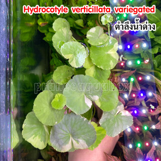 ตำลึงน้ำด่าง แว่นแก้วด่าง (Hydrocotyle verticillata variegated) พร้อมปลูก ต้นไม้น้ำ ต้นไม้น้ำตกแต่งตู้ปลา ไม้น้ำ