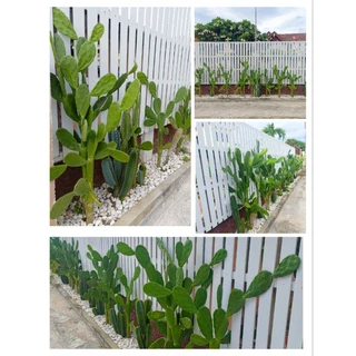 โอพันเทีย opuntia cochenillifera อาหารเต่าซูคาต้า กระบองเพชรใบเสมา หูกระต่าย มิกกี้เม้า ไร้สารพิษ มีรากทุกต้น cactus