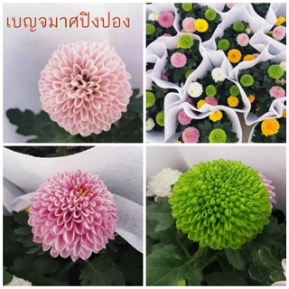 ต้น เบญจมาศปิงปอง ต้นจริงดอกจริง ส่งเหมือนในรูป สีรวม กระถาง 5 นิ้ว 𝗖𝗵𝗿𝘆𝘀𝗮𝗻𝘁𝗵𝗲𝗺𝘂𝗺 𝗺𝗼𝗿𝗶𝗳𝗼𝗹𝗶𝘂𝗺 𝗥𝗮𝗺𝗮𝘁