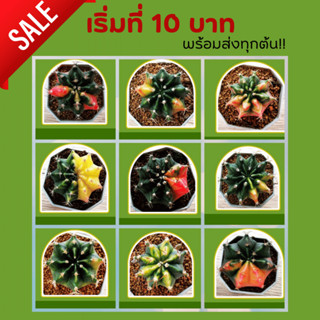 ยิมโนด่าง (gymnocalycium)  เพาะเมล็ด สวยๆ ราคาถูก - กระบองเพชร 🌵แคคตัส 🌵ขนาด3 - 4ซม.**🌵