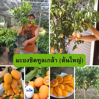 🍑🍑มะยงชิดทลูเกล้า ต้นเสียบยอด(ต้นใหญ่)🍑🍑 🌱🌱ผลใหญ่อมเปรี้ยวอมหวาน🌱🌱 🌲ความสูงต้นประมาณ 50-70 ซม.🌲