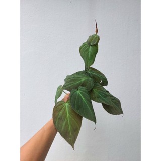 พลูสนิม 🌿  Philodendron Hederaceum Micans