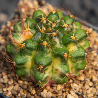 Gymnocalycium Marble ฟอร์มดัง ด่างกระจายสวยๆ แคคตัส กระบองเพชร cactus ยิมโนคาไลเซียม ไม้ประดับ ไม้สะสม