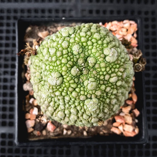 กระบองเพชรคางคก Pseudolithos (ส่งเคาะราก)