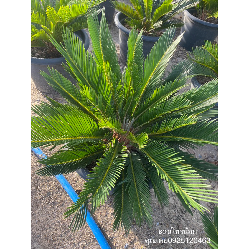 ปรงญี่ปุ่น Cycas ไม้มงคล เสริมฮวงจุ้ย 🌱 ใบแน่น ทรงพุ่มสวย ส่งตรงจากสวน(จัดส่งแบบถอดกนะถาง)