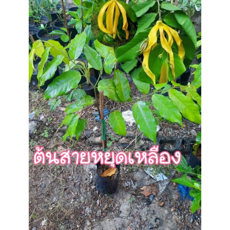 ต้นสายหยุดเหลือง ไม้โบราญดอกหอม
