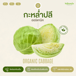 กะหล่ำปลีอินทรีย์ Organic Cabbage อินทนิลออร์แกนิคฟาร์ม ปลูกธรรมชาติมาตรฐานเกษตรอินทรีย์ เก็บใหม่ทุกออเดอร์