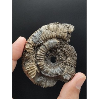 🌊 ฟอสซิล แอมโมไนต์ ไพไรต์ ผิวหยัก 88 กรัม( Ammonite Pyrite Fossils ) แหล่ง ฝรั่งเศษ