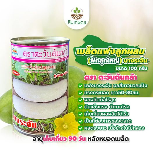 เมล็ดแฟงบางระจัน เมล็ดแฟง บางระจัน 100กรัม ตราตะวันต้นกล้า ล็อตใหม่ หมดอายุ 12/2569