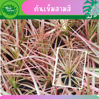 ต้นเข็มสามสี เข้มสามสี ไม้ประดับ ไม้ฟอกอากาศ ถุงเพาะชำ 4 นิ้ว