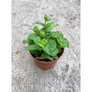 ต้นสะระแหน่ กระถาง 4นิ้ว 🪴#ผักสวนครัว 💥(ซื้อ3 แถม 1กระถาง) 4inch Pot’s🪴 Pepper mint Plant #herb 💥(buy 3 get 1 free)