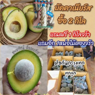 ซื้อ 2โลฟรี2จร้า🥑บัคคาเนียเเก่จัด 🥑มันๆๆๆ หนึบๆๆๆหนับๆๆๆๆ การันตี 💯%ส่งตรงจร้าเชียงใหม่จร้าา🥰