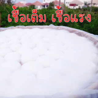 แป้งหมักสาโท หวานๆ หอมๆ มีวิธีทำให้ด้วย 10 ลูก 50 บาท