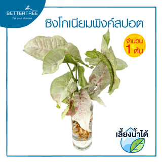 ซิงโกเนียมพิงค์สปอต( จำนวน 1 ต้น)Syngonium pink spot  สามารถเลี้ยงน้ำได้💧ต้นไม้ฟอกอากาศ ต้นไม้มงคล ต้นไม้น้ำ ต้นไม้