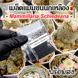 เมล็ดแมมขนนกเหลือง เมล็ดขนนกเหลือง Mammillaria Schiedeana MIX Seeds เมล็ดแคคตัส