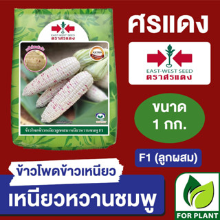 เมล็ดพันธุ์ ผักซอง ศรแดง Big ข้าวโพดข้าวเหนียว หวานชมพู บรรจุ 1 กิโลกรัม