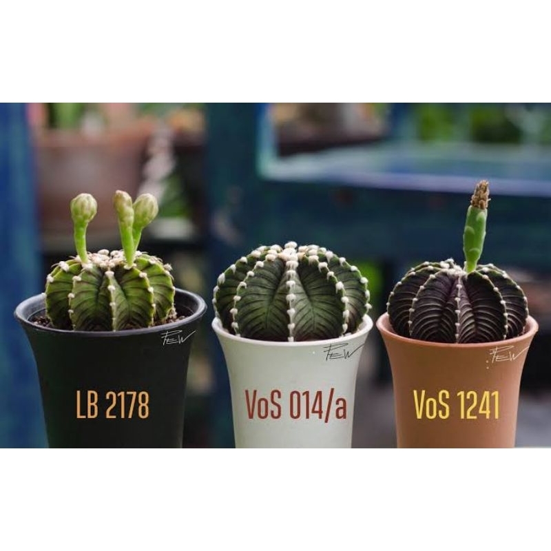 HOT ยิมโน LB2178,VOS014a,VOS1241 ไม้เมล็ด ไม้รหัส แคคตัส Gymnocalicium ไม้นำเข้า ของแท้ทุกต้น