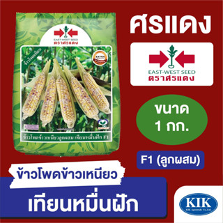 เมล็ดพันธุ์ ผักซอง ศรแดง BIG ข้าวโพดข้าวเหนียว เทียนหมื่นฝัก บรรจุ 1 กิโลกรัม