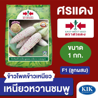 เมล็ดพันธุ์ ผักซอง ศรแดง BIG ข้าวโพดข้าวเหนียว เหนียวหวานชมพู บรรจุ 1 กิโลกรัม