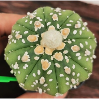 แอ​สโตร​ไฟตั้ม   เชื้อวี #แคสตัส castus​ astrophytum แอสโตร แอสโตร​ไ​ฟตั้​ม แอสโตรไฟตัม กระบองเพชร แอสโตรวี super