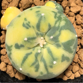 ต้นนี้ลายด่างกระจายสวยละมุน เต้านูนหน้าสวยมาก 💕💖🧚🏻‍♀️ 🐷🐽🐷เจ้าเปาด่าง Lophophora Diffusa koike variegata หน้าอ้วน🐽สวย