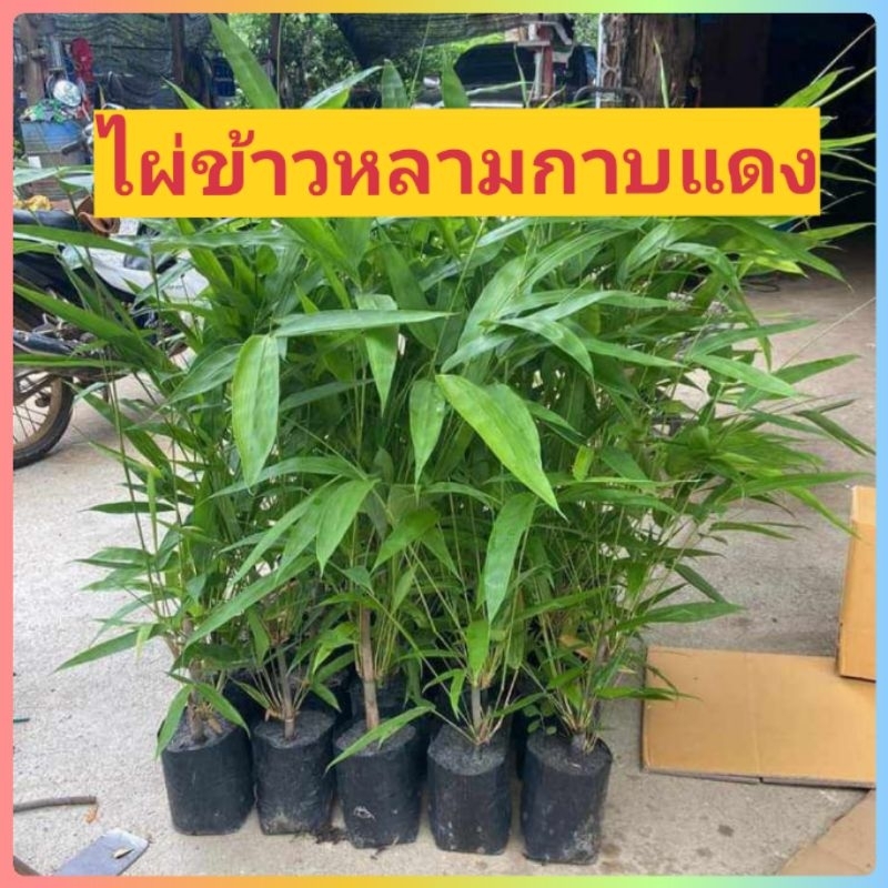 ไผ่​ข้าวหลาม​กาบ​แดง ​พันธุ์​แท้ %