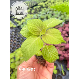 ต้นกล้า ชิโสะ โอบะ (กลิ่นโอบะ) สั่งซื้อขั้นตตำ่ 3 ต้น สั่งซื้อ 8 แถมฟรี 1