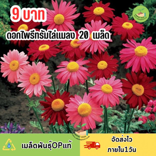 9 บาท เมล็ดพันธุ์ ดอกไพริทรัม ดอกไม้ไล่แมลง สุดคุ้มคละสีสวยๆ