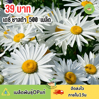 เมล็ดพันธุ์ ดอกเดซี่ซาสต้า บรรจุ 500 เมล็ด ขาวล้วน