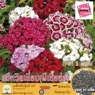 ซื้อ5 แถม1 เมล็ดพันธุ์ ดอกสวีทวิลเลี่ยม(ดอกผีเสือ) คละสี 30 เมล็ด (Mixed Sweet William Flower Seed) เมล็ดพันธุ์แท้ ปลูกง