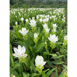 ต้นปทุมมา กระเจียวหรือทิวลิปสยาม มีสีขาว ชมพู และแดงชาโด้(สีขมพูเข้ม) จัดส่งเป็นต้นนะคะ