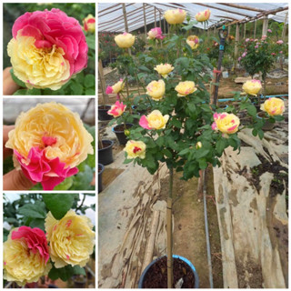 กุหลาบ - ทรีโรสฟุเกทสึ Tree Rose Fugetsu  สีเหลืองแต้มชมพู